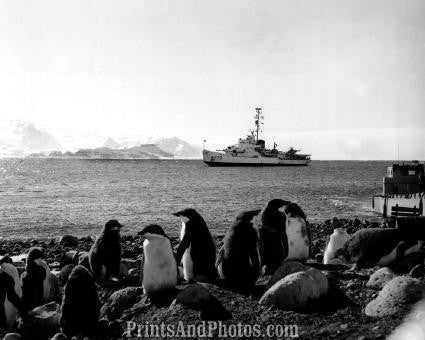 Great Penguins & US Coastguard 0879