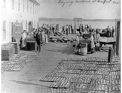 Eastport MAINE Sardines FISH  0897