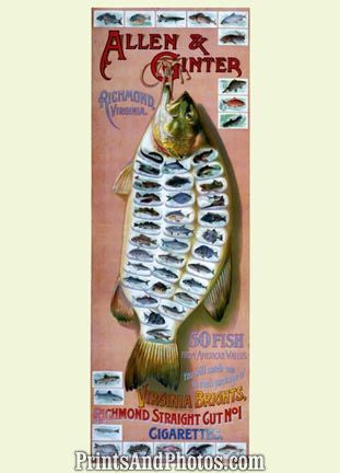 ALLEN & GINTER Cigarette Ad 1205 ALLEN & GINTER Cigarette Ad 1205