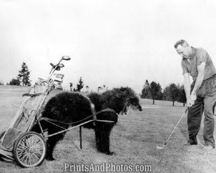 Arnold Palmer Phoenix Open 5366