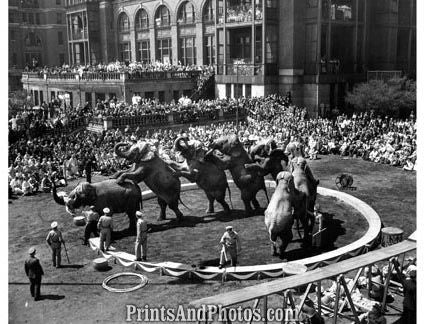 Ringling Circus Bellevue Hospital  18210