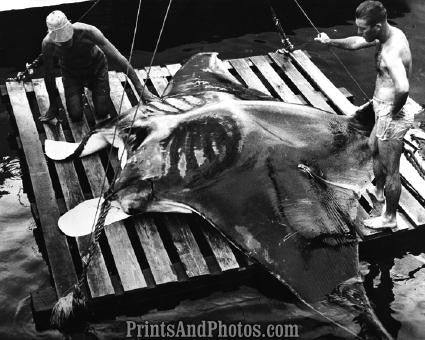 Fish Story 1500 lb MANTA RAY  2510 Fish Story 1500 lb MANTA RAY  2510