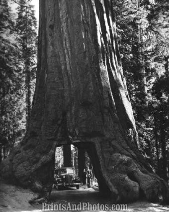 Giant REDWOOD YOSEMITE NATL PARK 2561