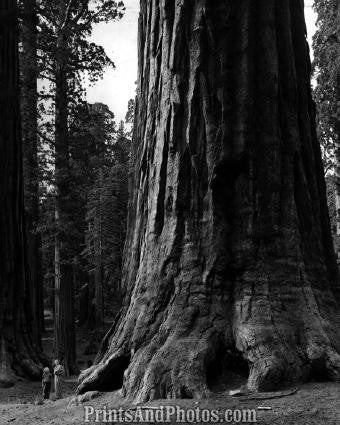 Sequoia National Park Redwood 2564