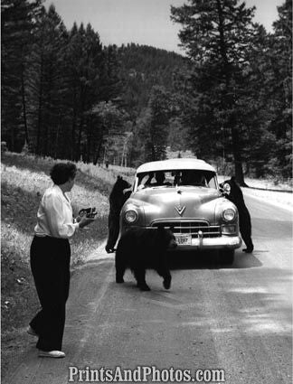 YELLOWSTONE BEARS & Tourist 2567