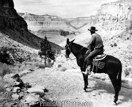 GRAND CANYON Natl Park Horseback 3064