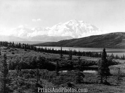 MT McKINLEY Trees 1950s  3093