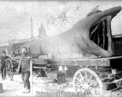Constantinople Fire Engine 6369