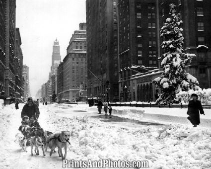 NYC Eskimo & Dog Team Park Ave 4181