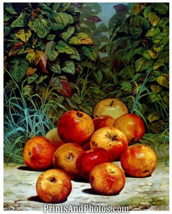 Apples Fine Art Print  4535 Apples Fine Art Print  4535