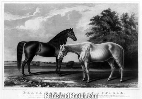 Horses Black Hawk Lady Suffolk 4552