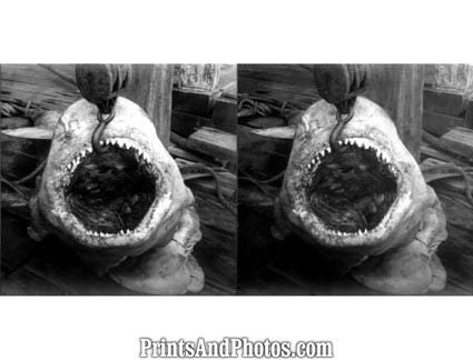 13 Ft Shark Jaws 5337 - Prints and Photos