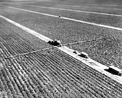 Homestead Fla. Tomato Aerial 5342