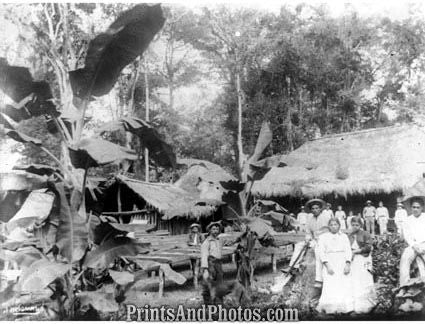 Cocoa Plantation Nicaragua  5428