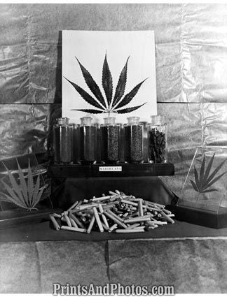 Display of Marijuana 5447