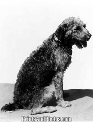 President Harding Dog 5565