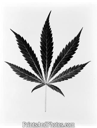 Marijuana Cannibus Leaf 5587