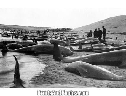 Beached Pilot Whales  5623 Beached Pilot Whales  5623