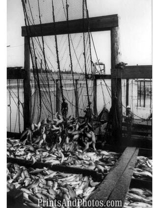 Salmon Fishing  5653 Salmon Fishing  5653