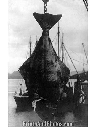200lb. Halibut Fish  5718 200lb. Halibut Fish  5718