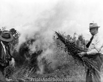 Burning Marijuana Field  5719