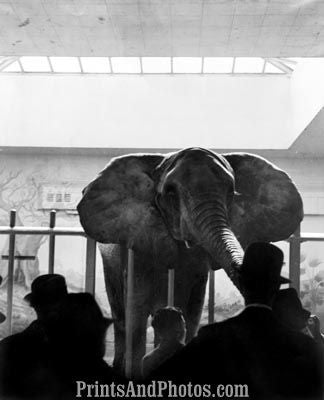 Elephant in Zoo 6447