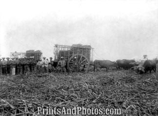 Soledad Cuba 1896 Sugar  6475 Soledad Cuba 1896 Sugar  6475