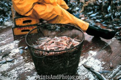 Fresh SHRIMP Beaufort NC  7249