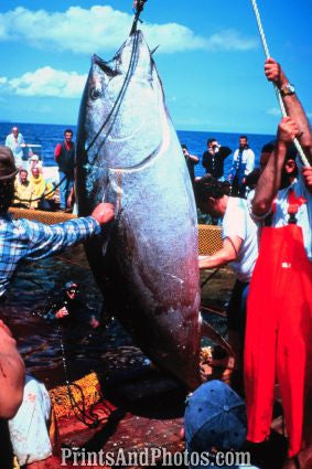 Large Bluefin Tuna Caught  7255 Large Bluefin Tuna Caught  7255