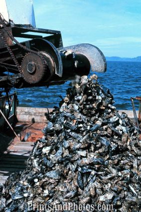 Oyster Dredge Willapa Bay WA 7256