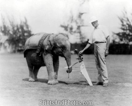 Elephant Caddie Golf Photo 7329 Elephant Caddie Golf Photo 7329