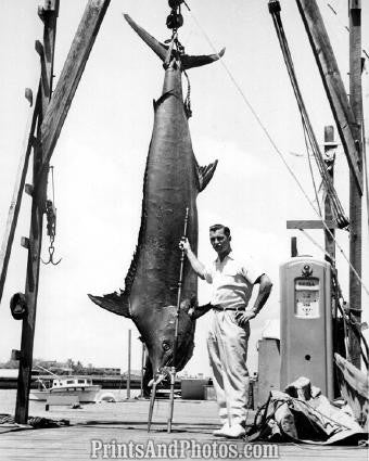 Fishing 765lb MARLIN San Juan  1578
