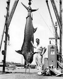 Fishing 765lb MARLIN San Juan  1578