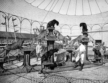 Ringling Circus Alfred Court Trainer 18230