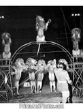 Ringling Circus Lion Trainer  18280