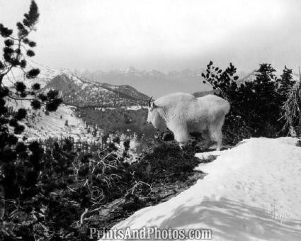 GLACIER Natl Park Mountain Goat  3057