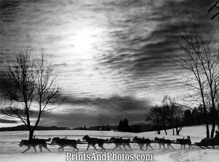 Huskies At Lake Placid NY 1936  3492