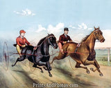 A Champion Horse Race  4519