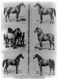 Principal Breeds of Horses North American 4703