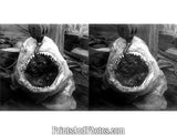 13 Ft Shark Jaws  5337 - Prints and Photos