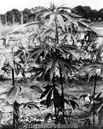 Marijuana Cannibus Plant  5586