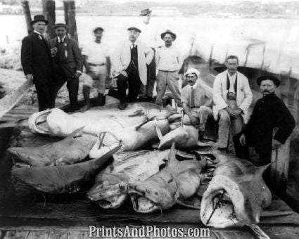 Shark Fishing  5610