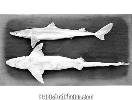 Horned Dog Fish  5674