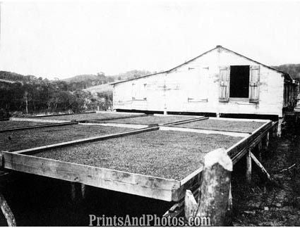 Coffee Drying Puerto Rico  6366