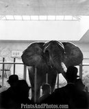 Elephant in Zoo  6447