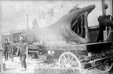 Stuffed Basking Shark  6825