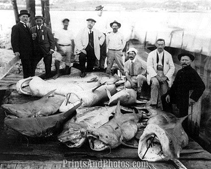 Dead Sharks On Board Fish  6992