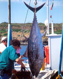 Blue Fin Tuna caught in Italy  7252 - Prints and Photos